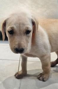 Carlata, Baby Female Labrador Retriever