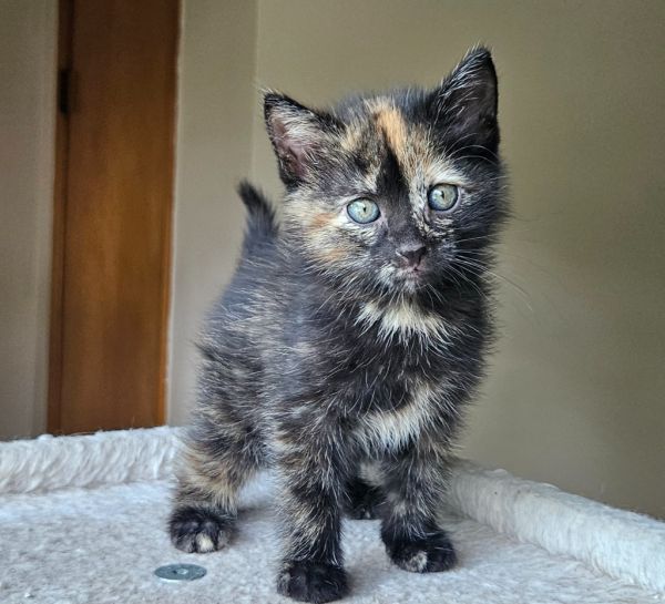 Peppermint Patty