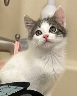 Dusty, Baby Male Domestic Short Hair