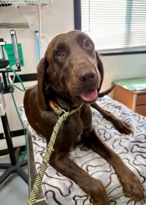 Summer (SC) Labrador Retriever Dog