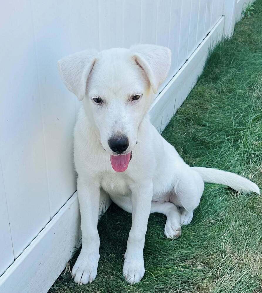 Sammie (AL)