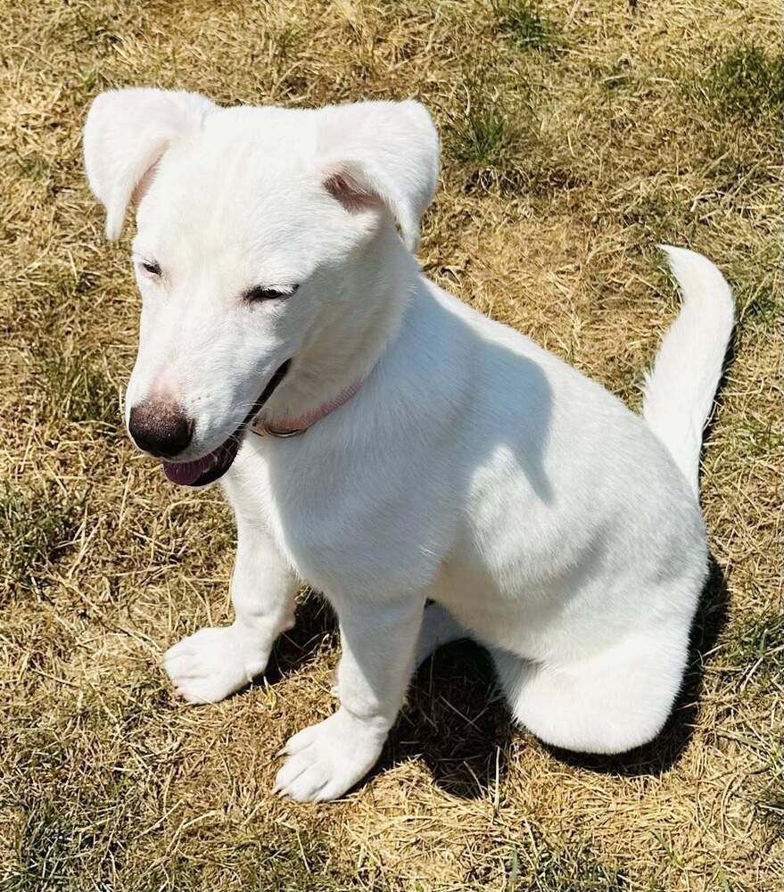 Sammie (AL)