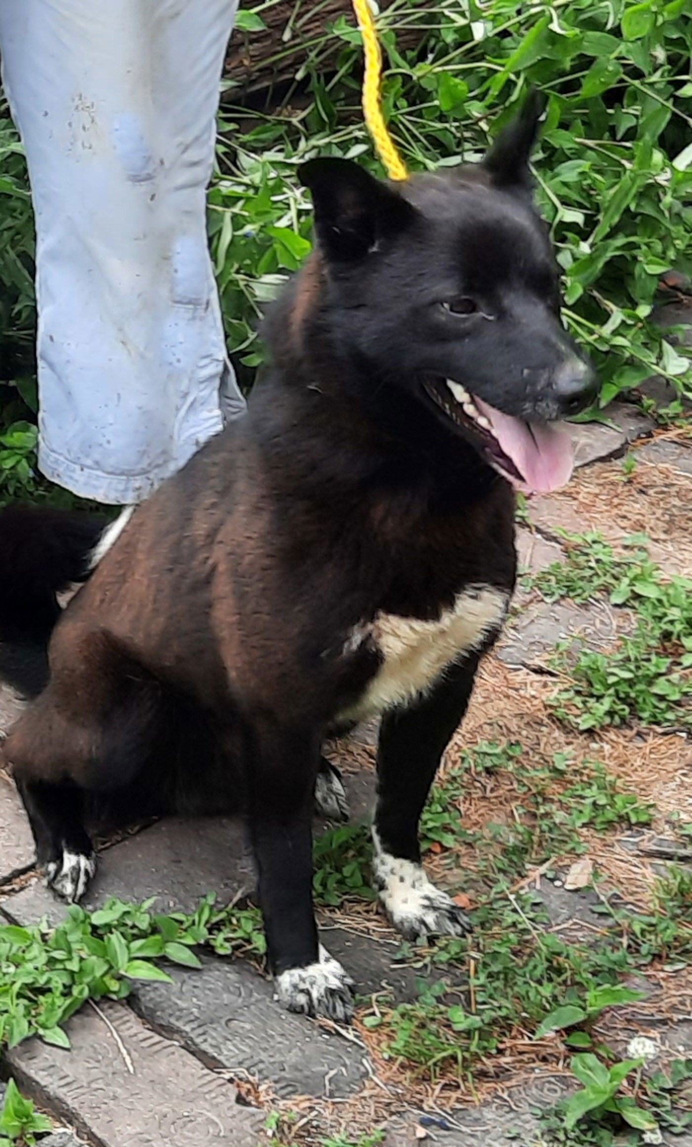 Tippy, an adoptable Border Collie, Schipperke in Mcconnelsville, OH, 43756 | Photo Image 1
