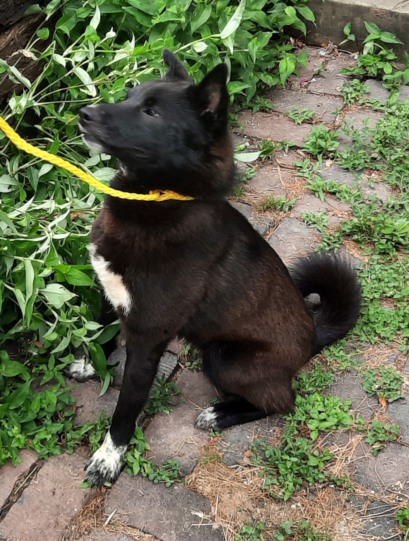 Tippy, an adoptable Border Collie, Schipperke in Mcconnelsville, OH, 43756 | Photo Image 2
