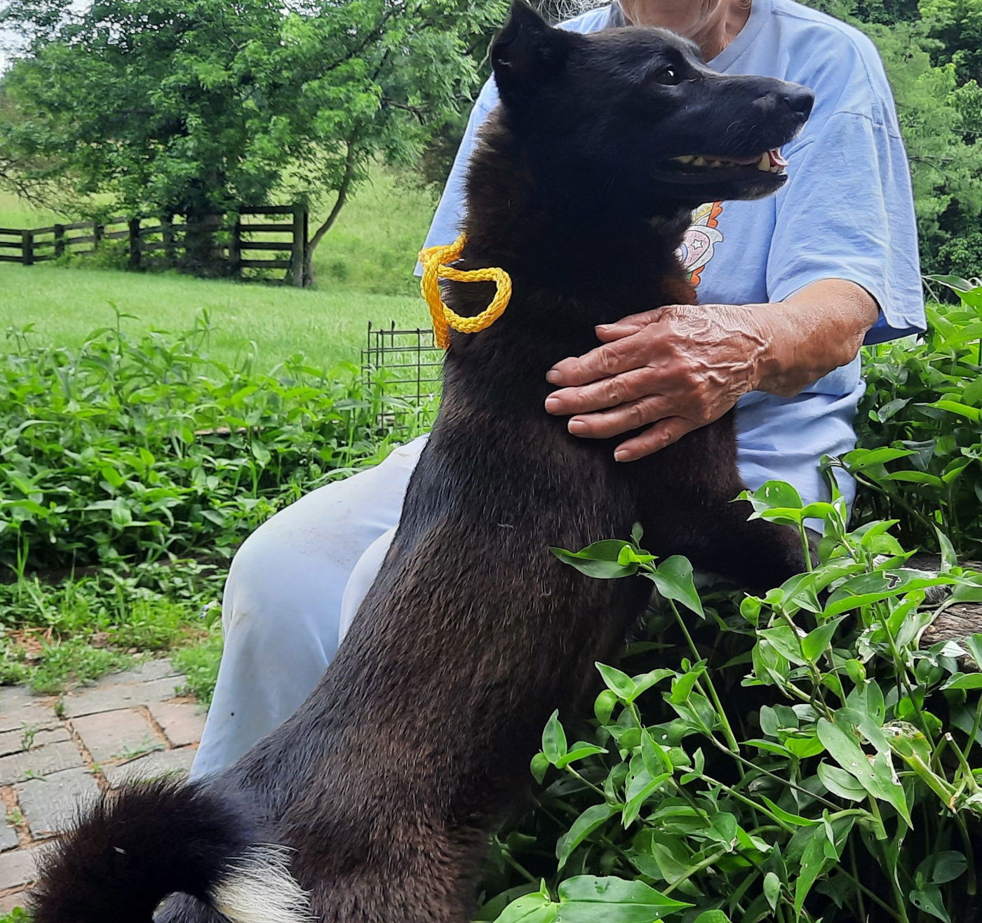 Tippy, an adoptable Border Collie, Schipperke in Mcconnelsville, OH, 43756 | Photo Image 3