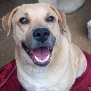 Nelson lab, Adult Male unknown
