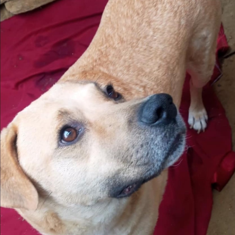 Nelson lab