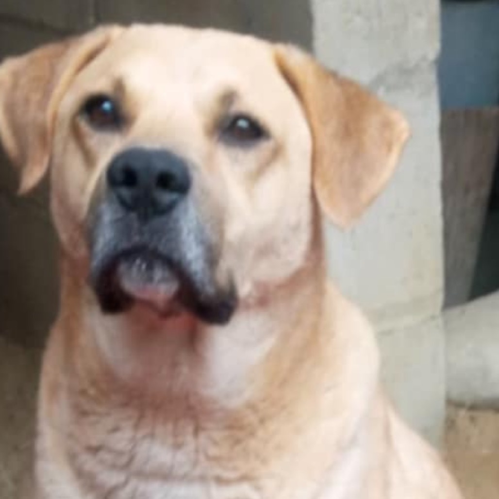 Nelson lab
