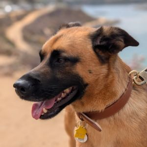 Zorro, Adult Male Shepherd