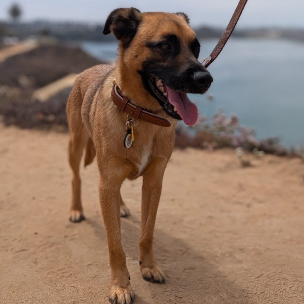 Zorro