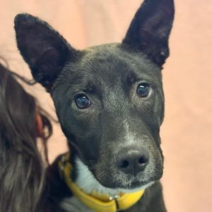 Hi there My name is Jenny and Im at the Santa Maria Campus Im a 4 month old female Labrador