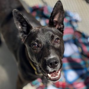 Hi there My name is Jenny and Im at the Santa Maria Campus Im a 4 month old female Labrador