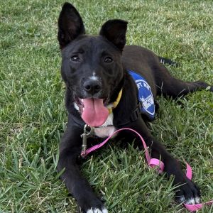 Hi there My name is Jenny and Im at the Santa Maria Campus Im a 4 month old female Labrador