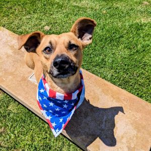 Hi there My name is Archie and Im at the Santa Maria Campus Im a 2 year old male chihuahua