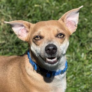 Hi there My name is Boo and Im at the Santa Maria Campus Im a 4 year old male chihuahua