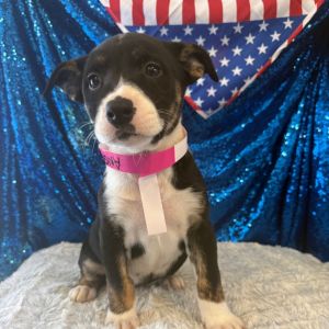 Hi there My name is Angela and Im at the Santa Maria Campus Im a 2 month old female Bernese
