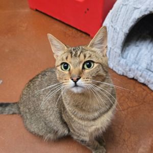 Hi there My name is Bubby and Im at the Santa Maria Campus Im a 1 year old male Domestic