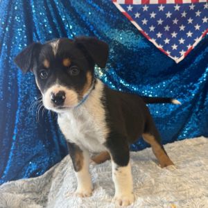 Hi there My name is Kevin and Im at the Santa Maria Campus Im a 2 month old male Bernese