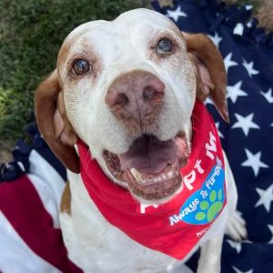 Charlie, Senior Male Brittany Spaniel