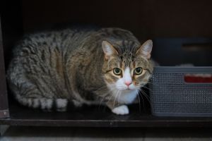 Duck, Adult Male Domestic Short Hair