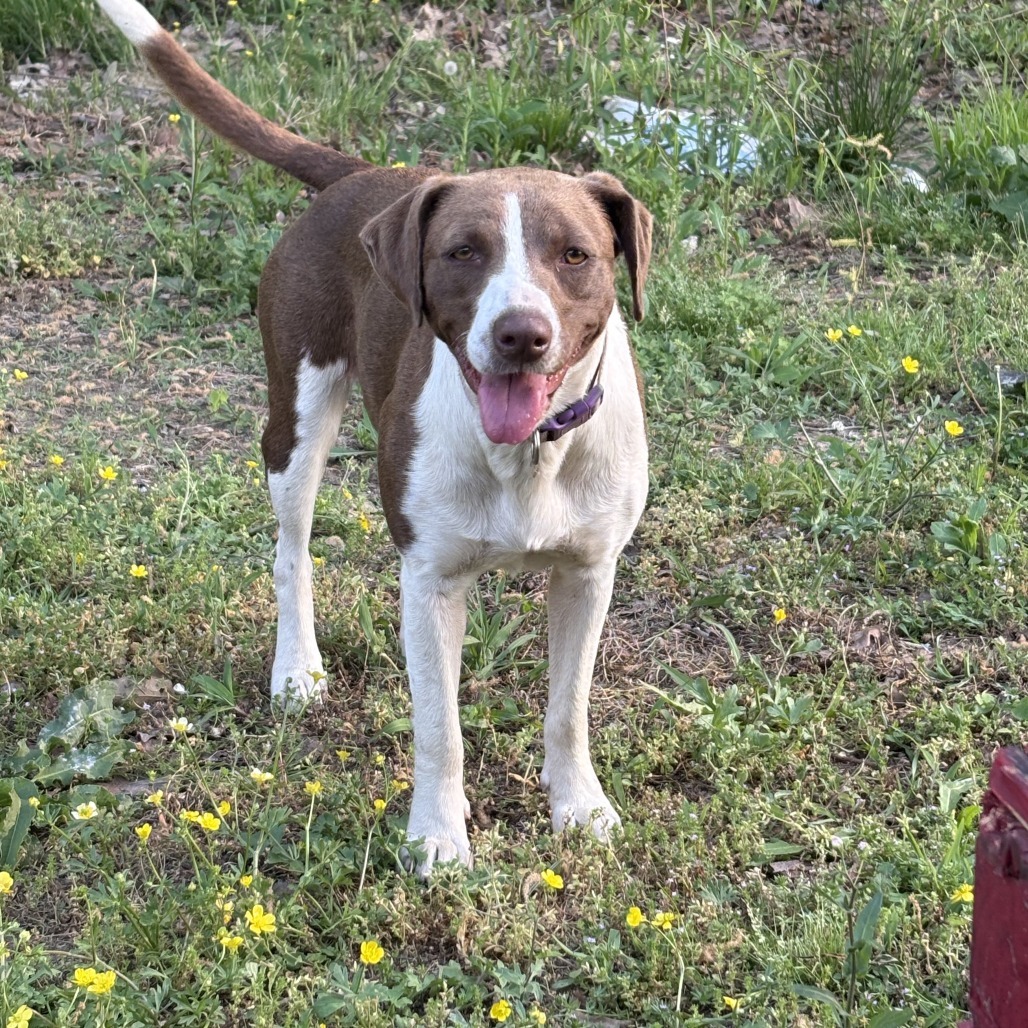 Biscuit- 041503T