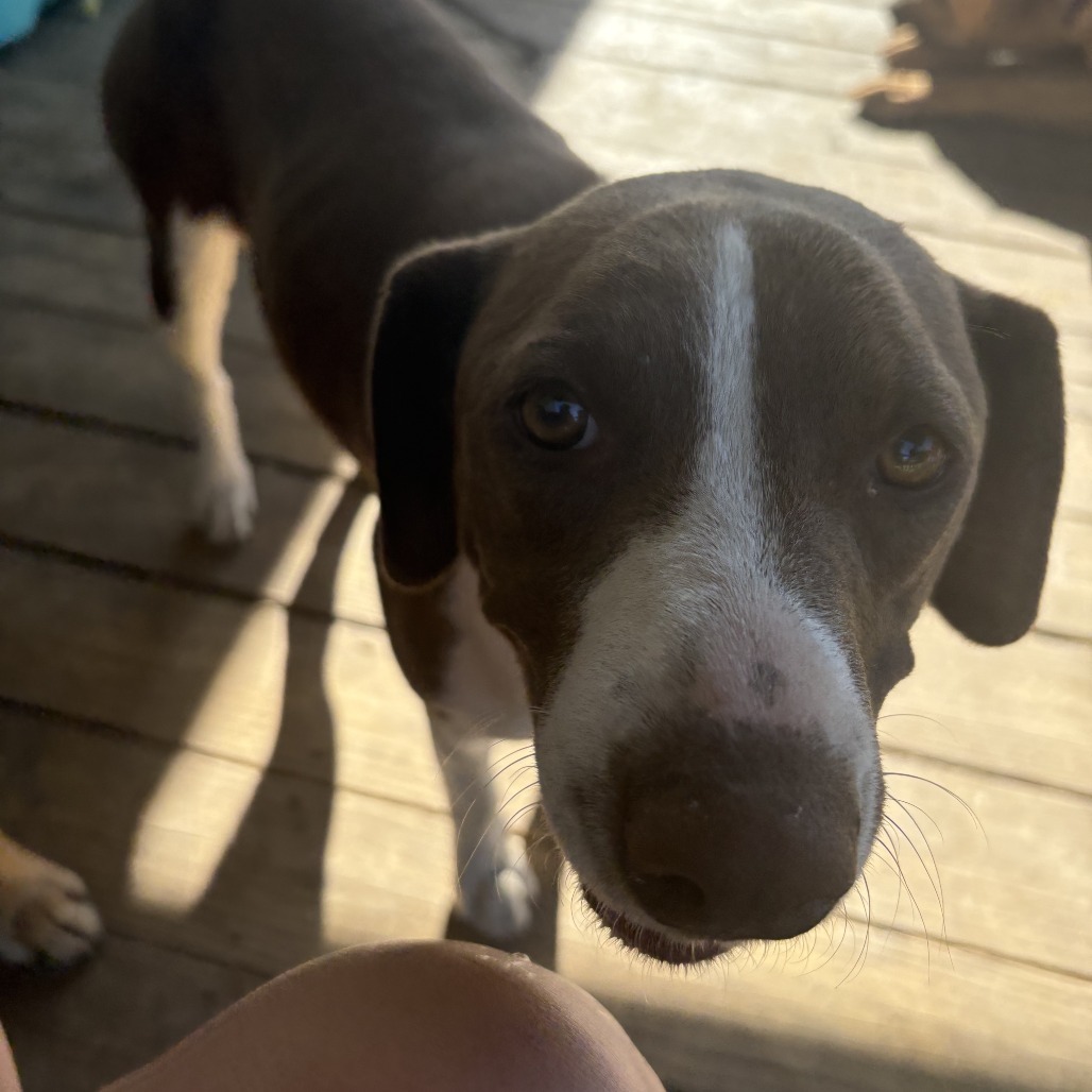 Biscuit- 041503T