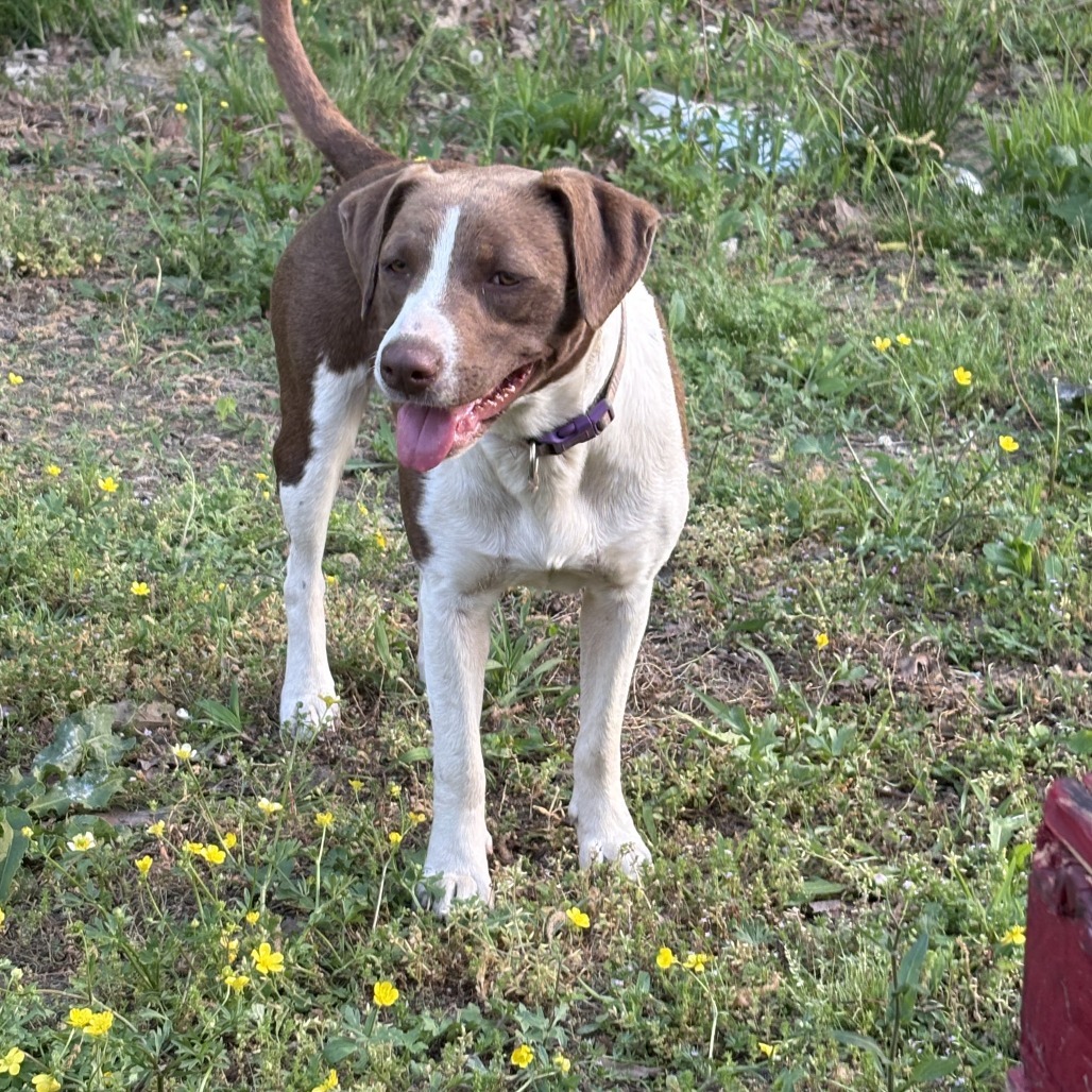 Biscuit- 041503T