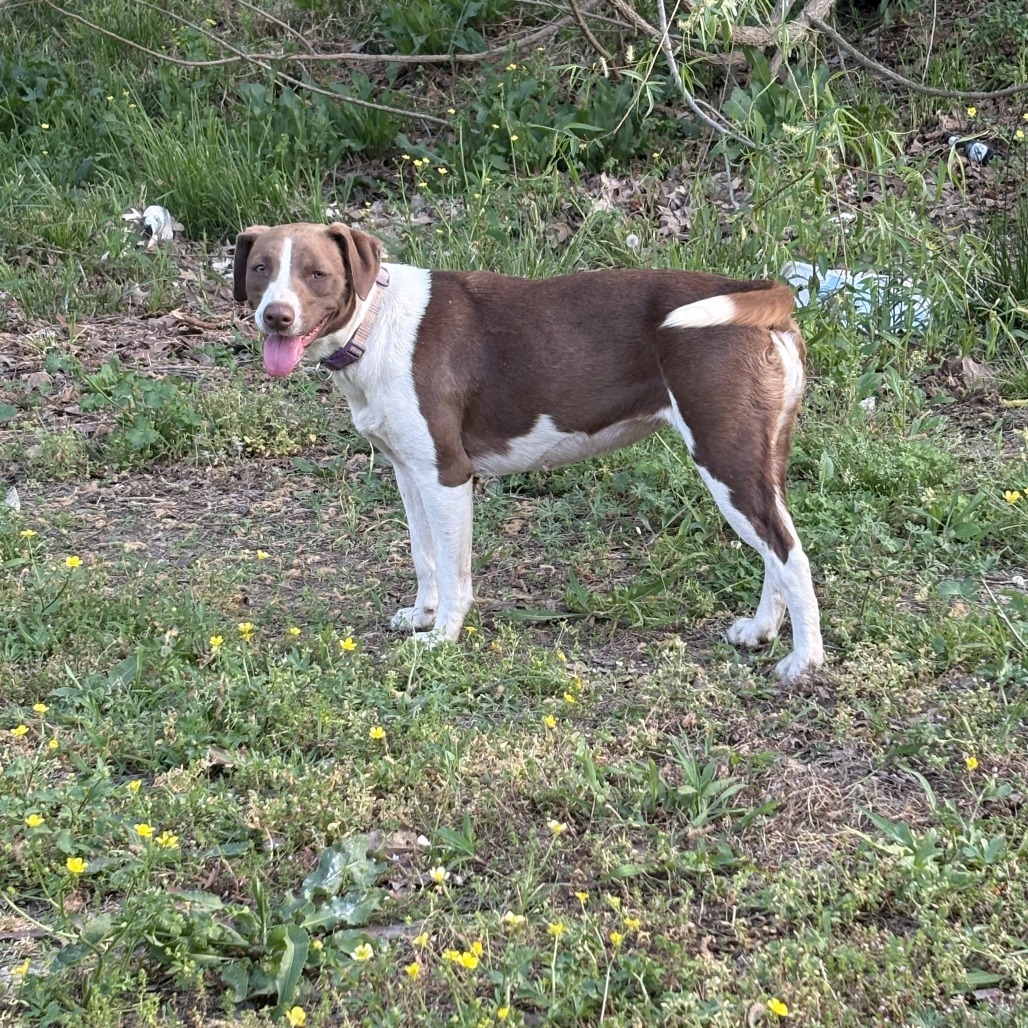 Biscuit- 041503T