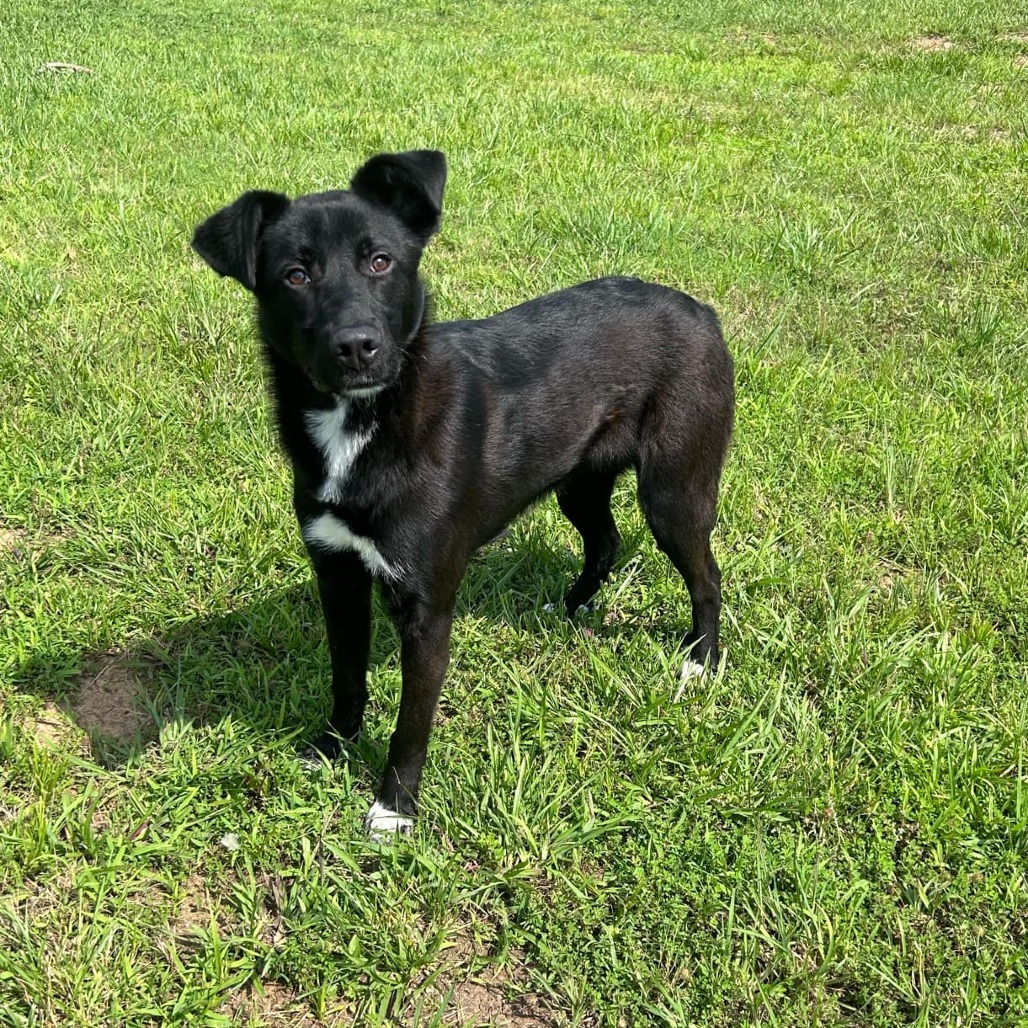 Baxter - 062801T