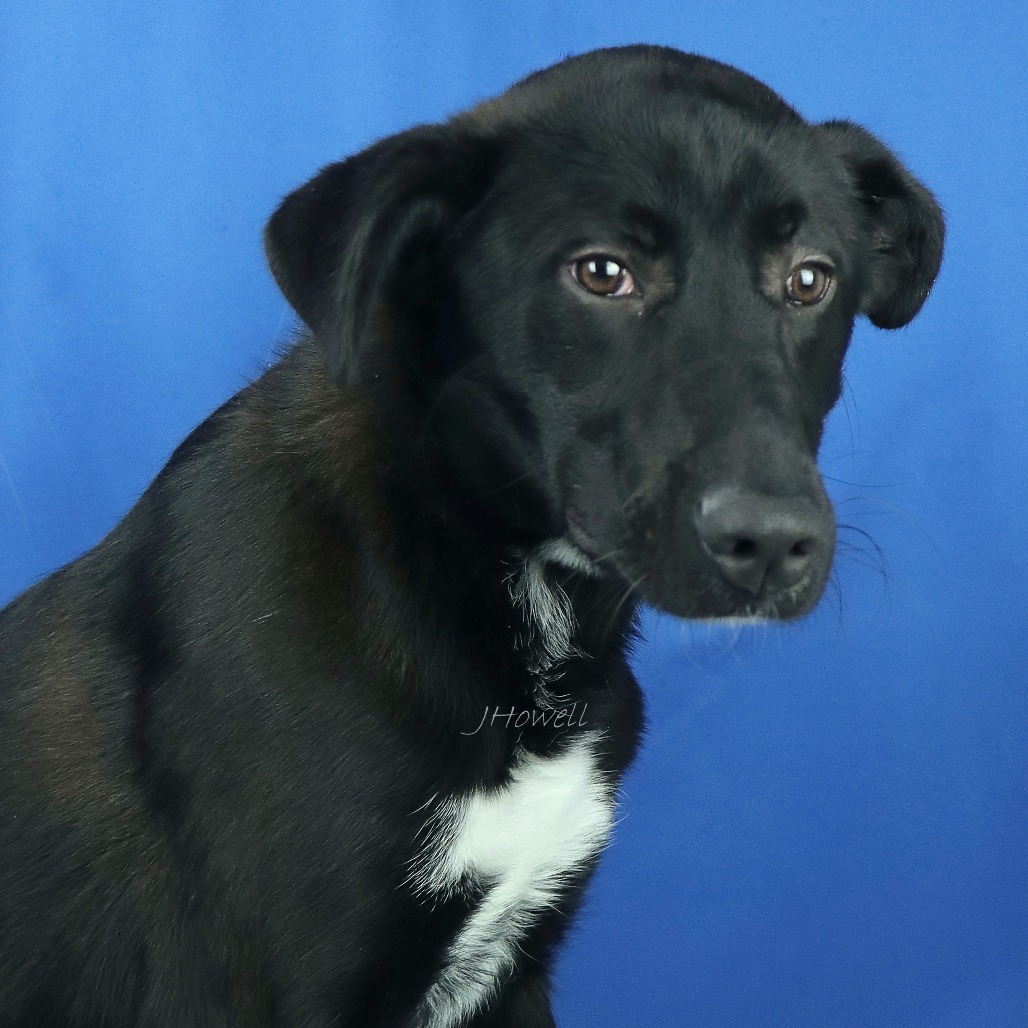 Baxter - 062801T