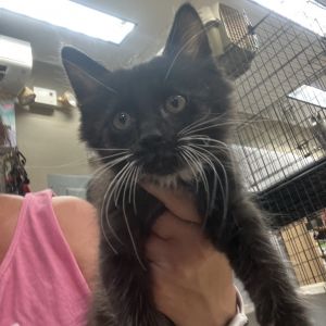 Marlon, Baby Male Domestic Short Hair