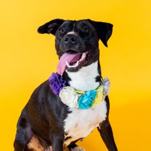Mishy, Adult Female Terrier