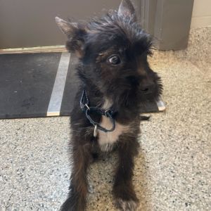 Breeze, Baby Male Schnauzer