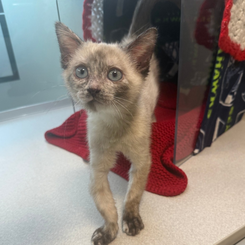 Minnie, an adoptable Domestic Short Hair in Hailey, ID, 83333 | Photo Image 1