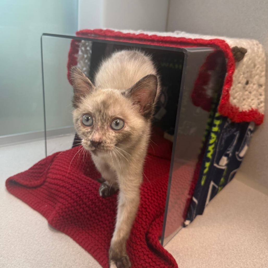 Minnie, an adoptable Domestic Short Hair in Hailey, ID, 83333 | Photo Image 2