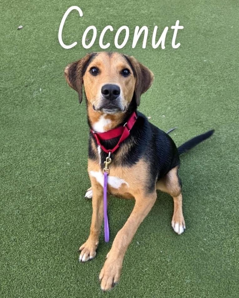 Coconut