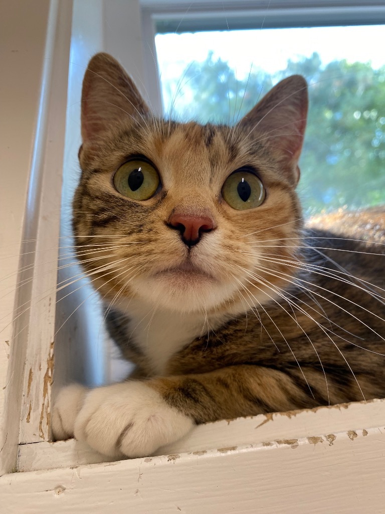 Guava