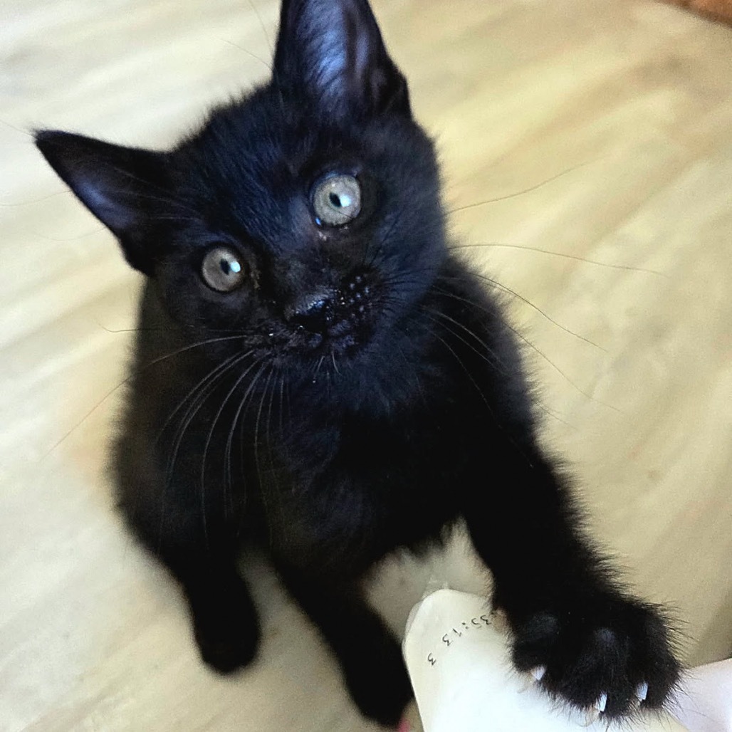 JujuBee, an adoptable Domestic Short Hair in Talent, OR, 97540 | Photo Image 1