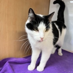 Agatha, Adult Female unknown