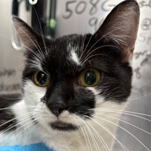 Echo, Adult Female Domestic Short Hair