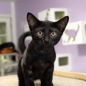 Skittles, Baby Male Domestic Short Hair