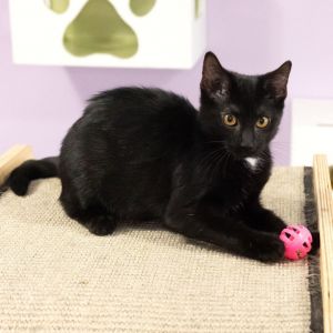 Canary, Baby Female Domestic Short Hair