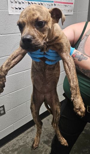 Jitterbug, Baby Female Pit Bull Terrier