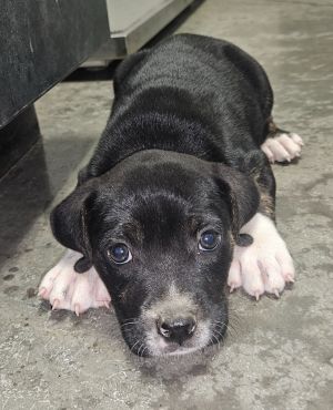 Chip, Baby Male Labrador Retriever