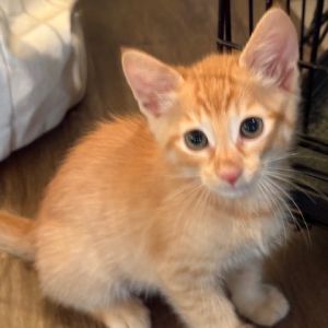 Astilbe, Baby Male Domestic Short Hair