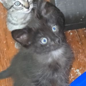 Alexa, Baby Female Domestic Short Hair