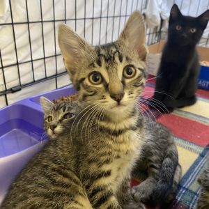 Chicha Domestic Short Hair Cat
