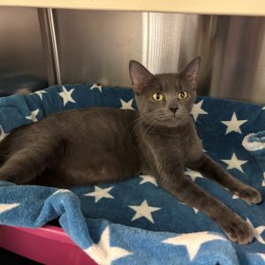 April Domestic Short Hair Cat