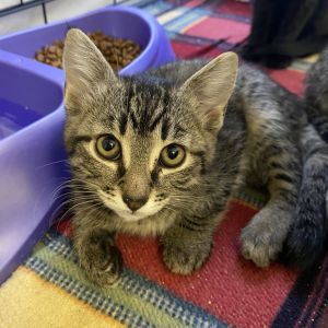 Pacha Domestic Short Hair Cat