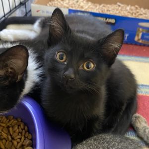 Kronk Domestic Short Hair Cat